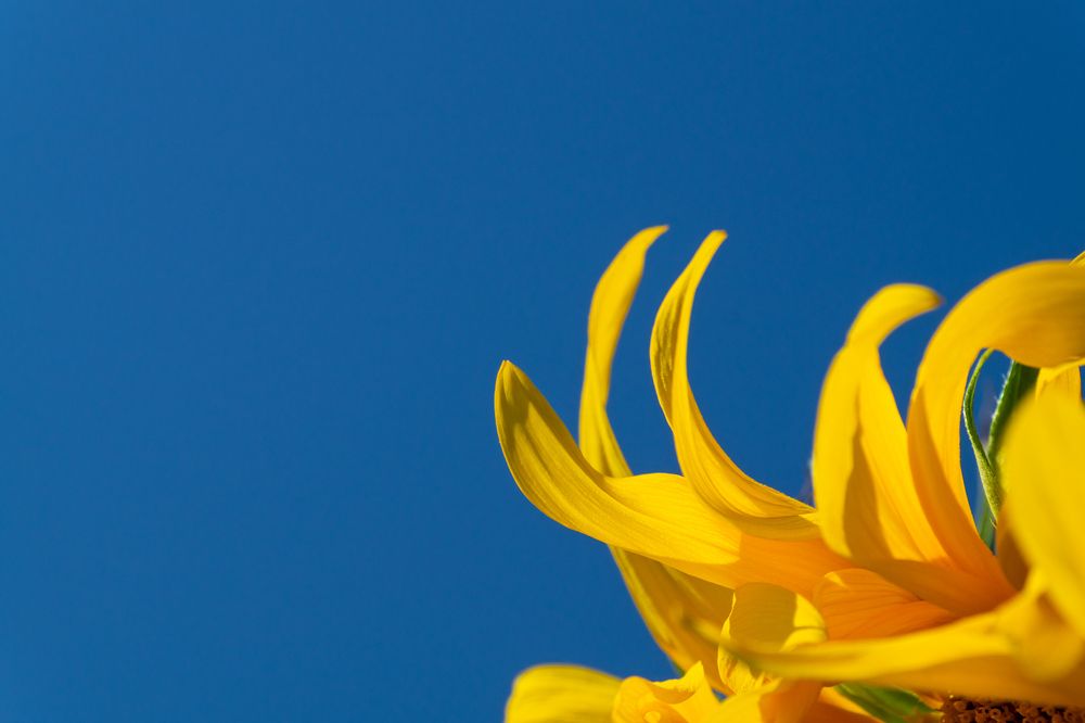 Photograph by Елена Сухарева