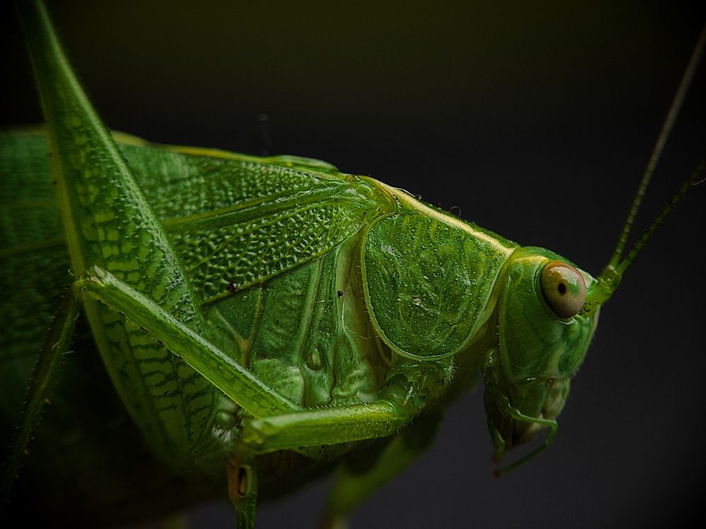 Photograph by Mañjil Jàna