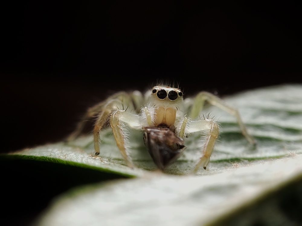 Photograph by Mañjil Jàna