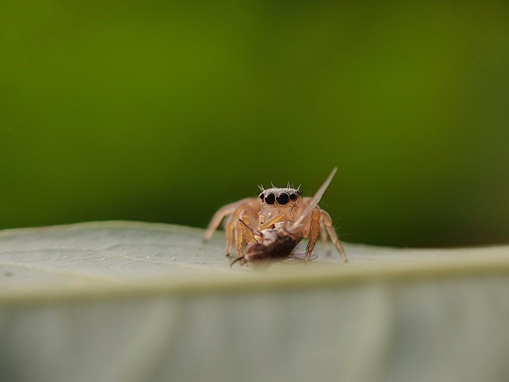 Photograph by Mañjil Jàna