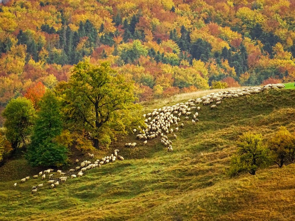 Фотография автора Remus Lucescu