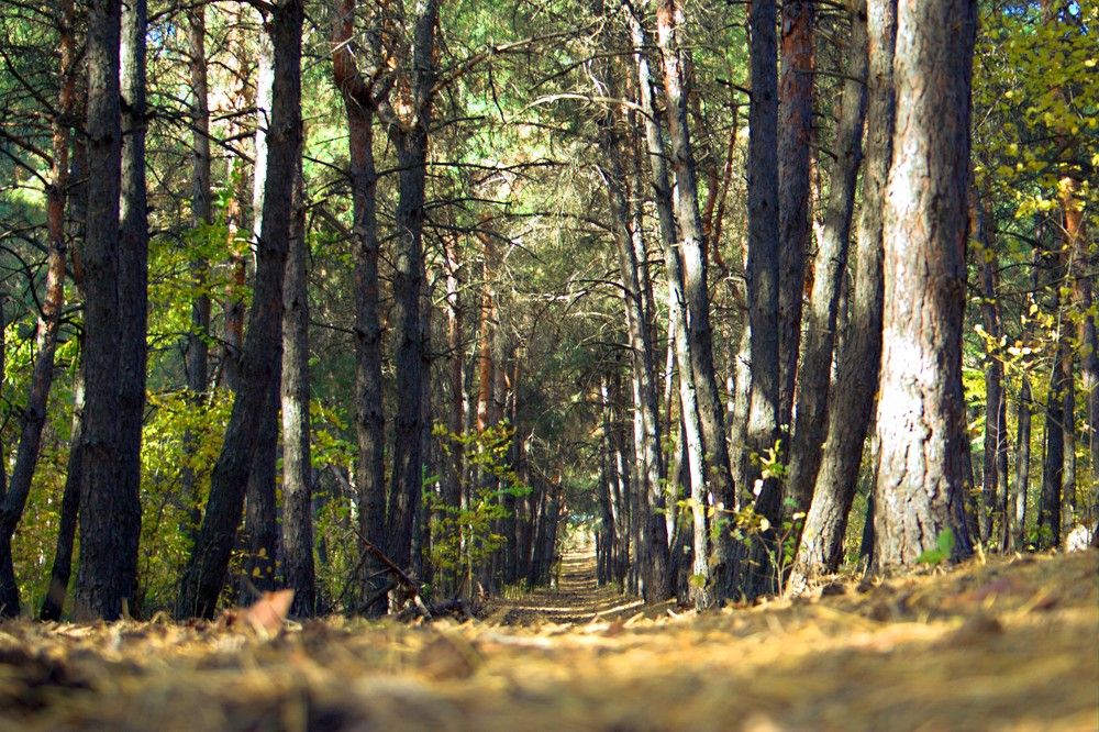 Photograph by Maks315519