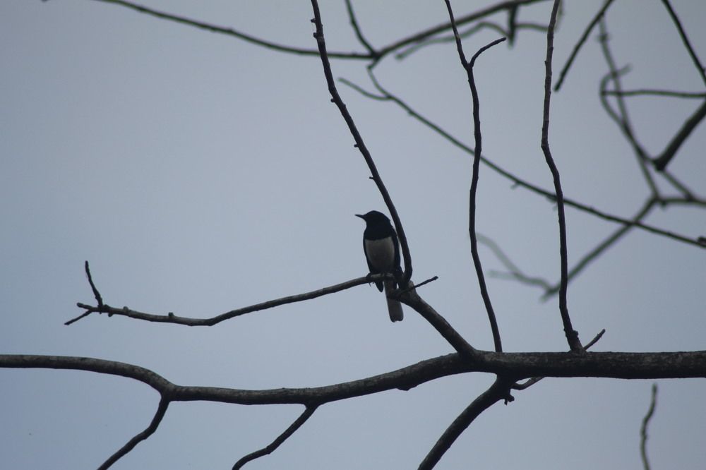 Photograph by Nimesha Perera