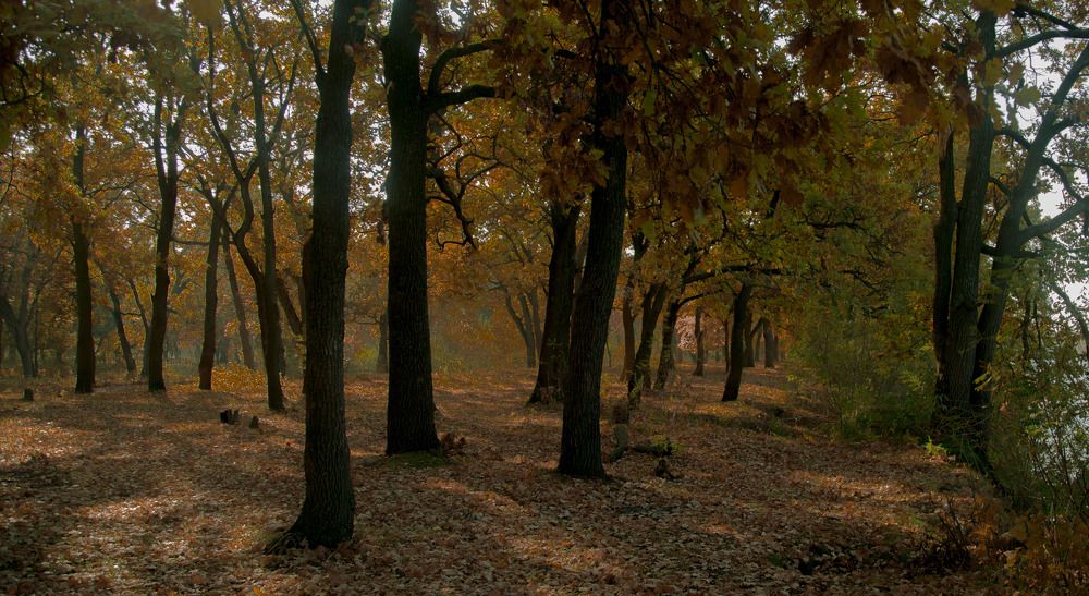 Осень. Дуб луговой