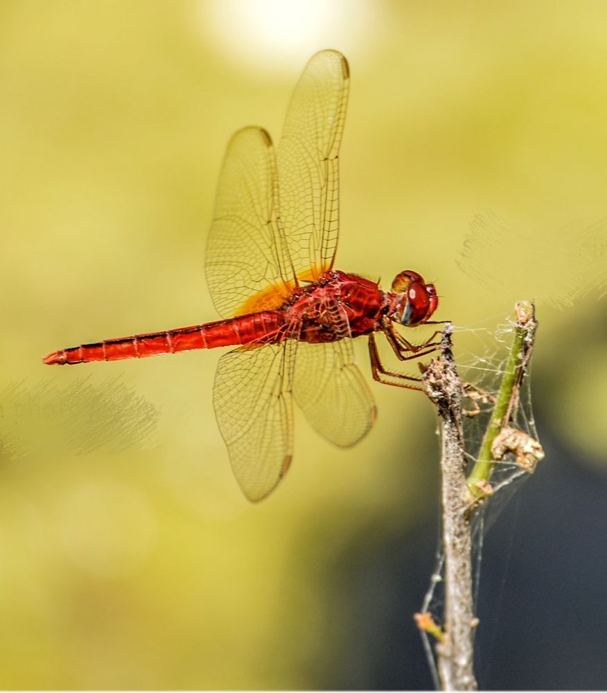 Photograph by Shubham Singh