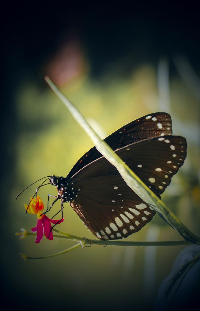 Photograph by Shubham Singh