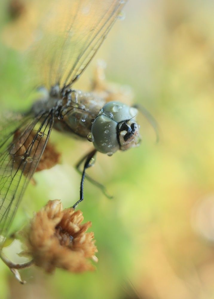 Photograph by Марина Бузина