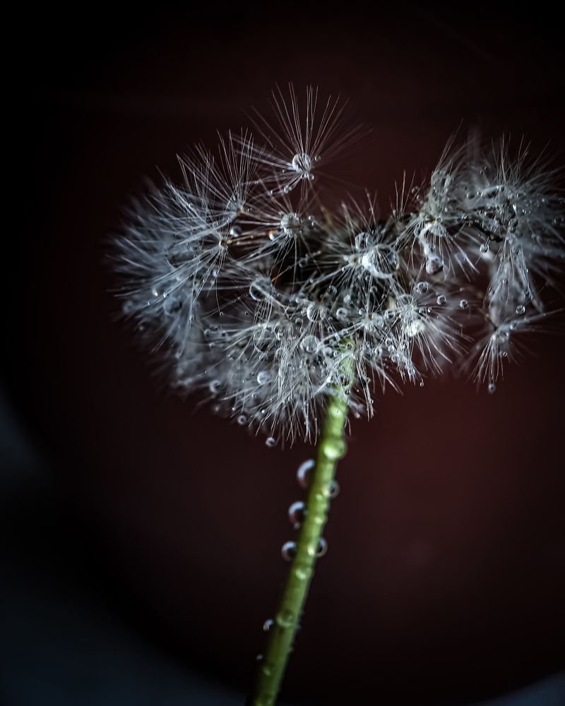 Photograph by Светлана Моисеева