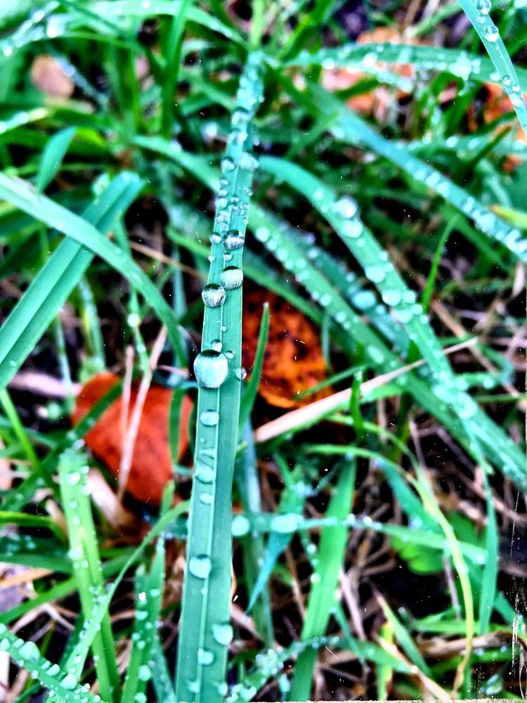 Photograph by Anna Satina