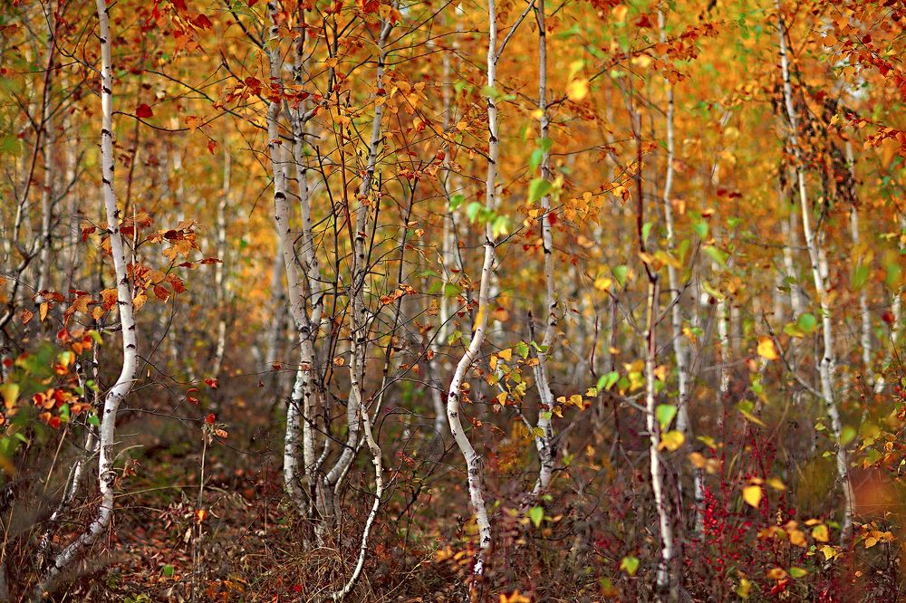 Танцующие берёзки