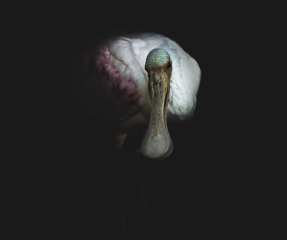 Розовая колпица - Roseate spoonbill