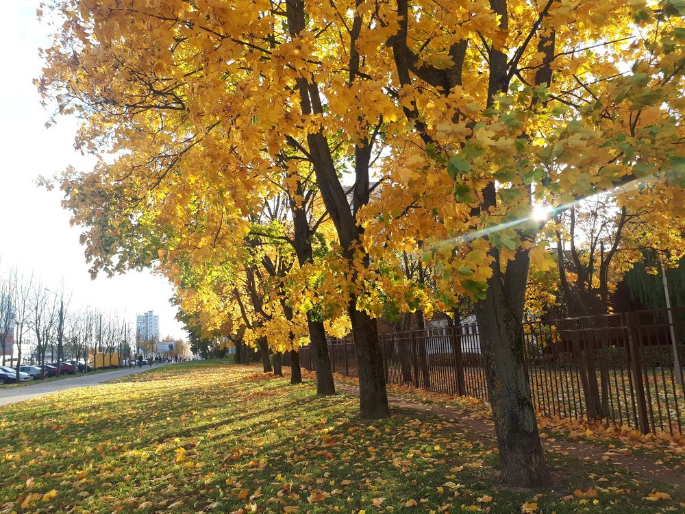 Краски осени в городе