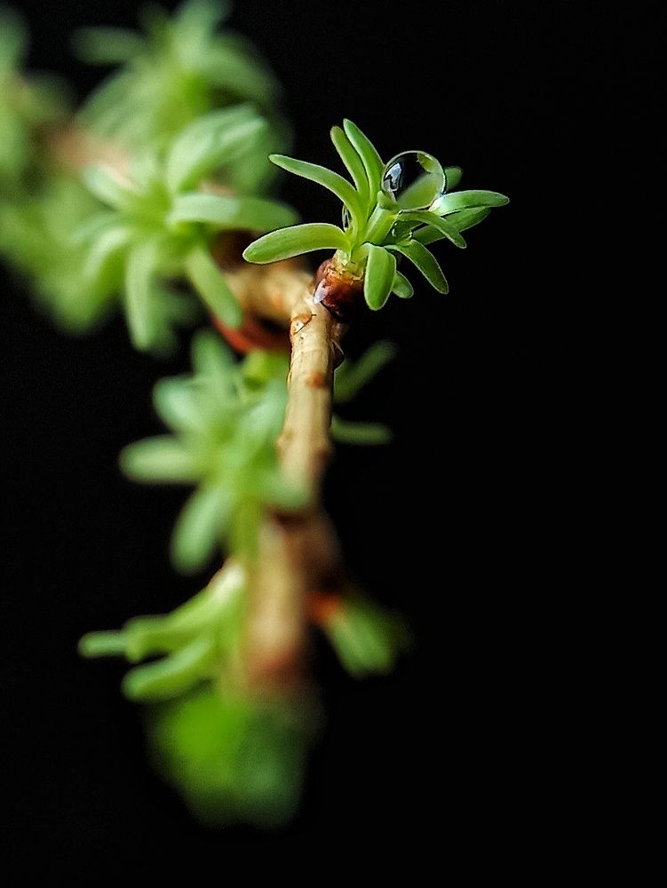 Новая жизнь