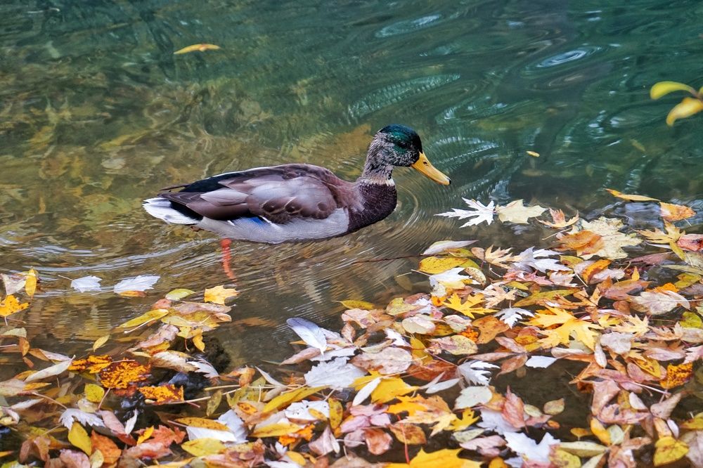 Photograph by Александра Яценко