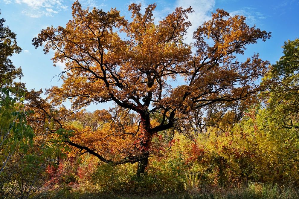 Photograph by Александра Яценко