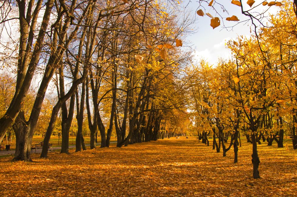 Фотография автора Антип