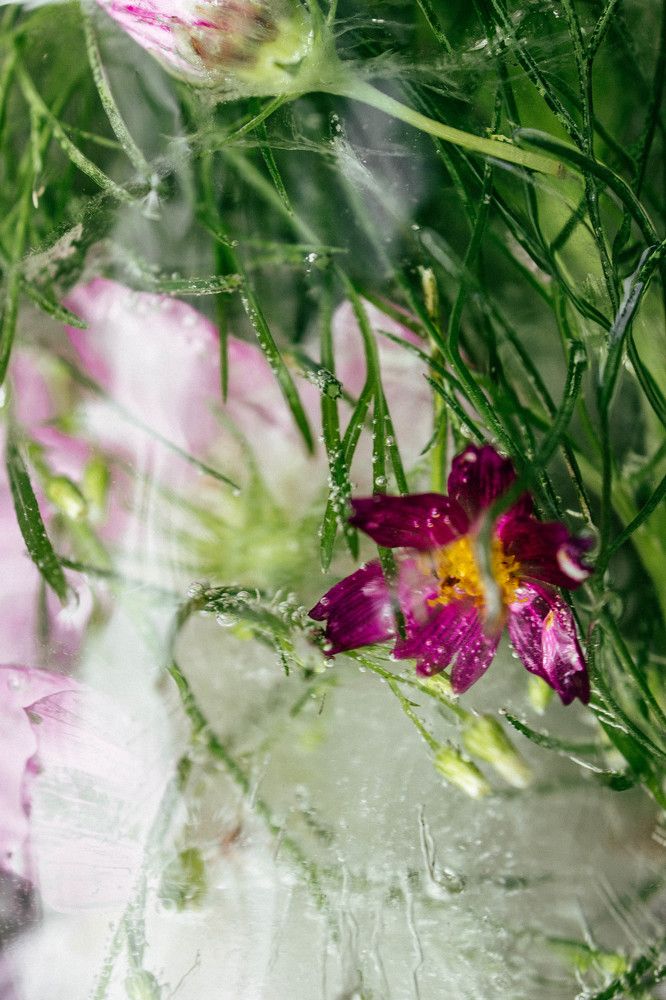 Photograph by Natalya Stepanova