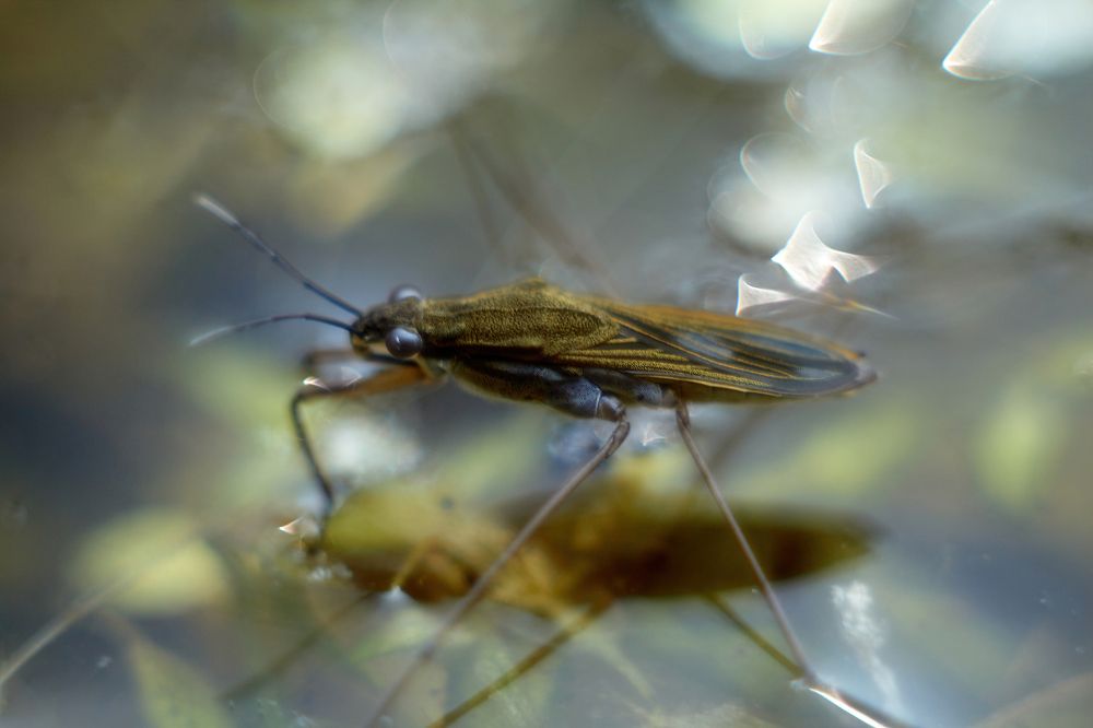 Фотография автора Сергей Расторгуев