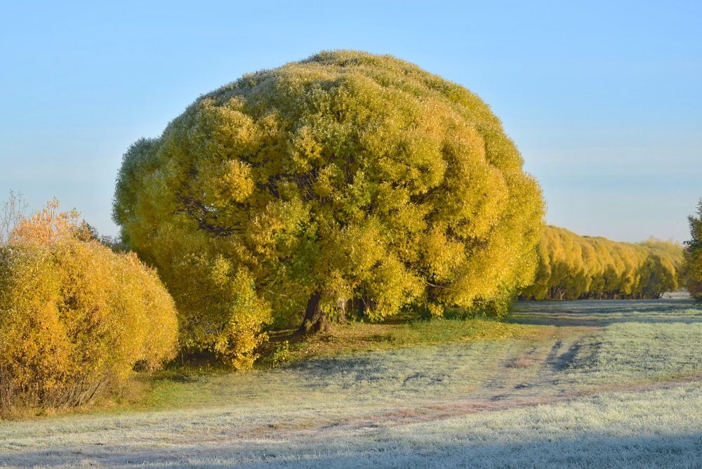 По первому инею...