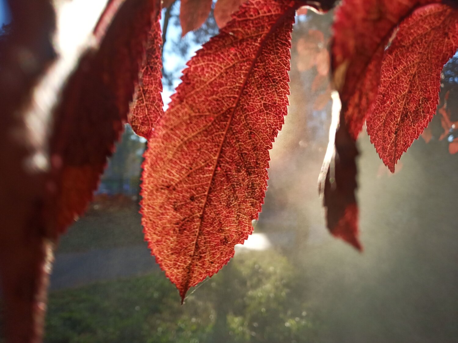 Photo #6620733