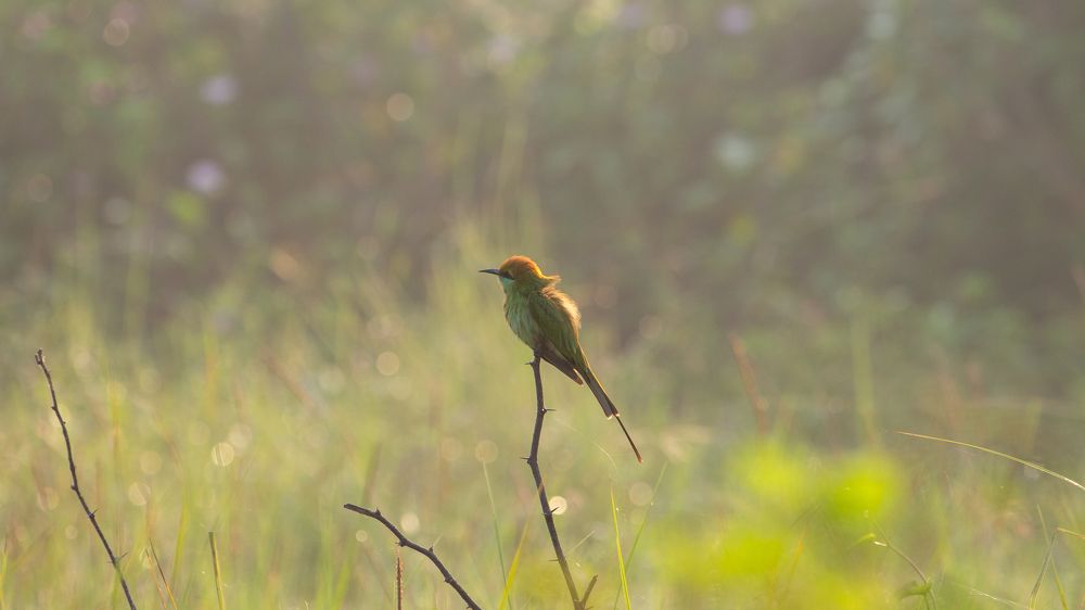 Photograph by Pravin Suthar