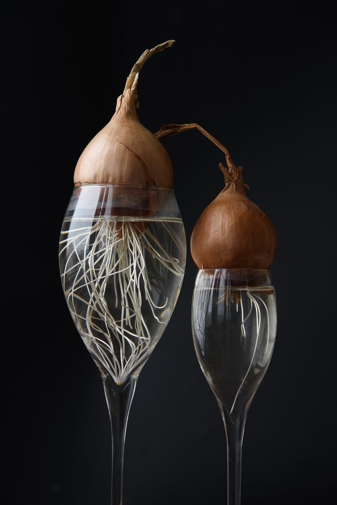 Photograph by Svetlana Khromova