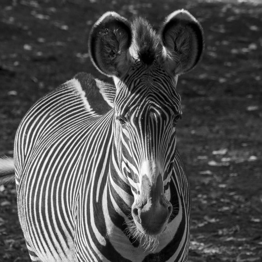 Фотография автора Denes Doma