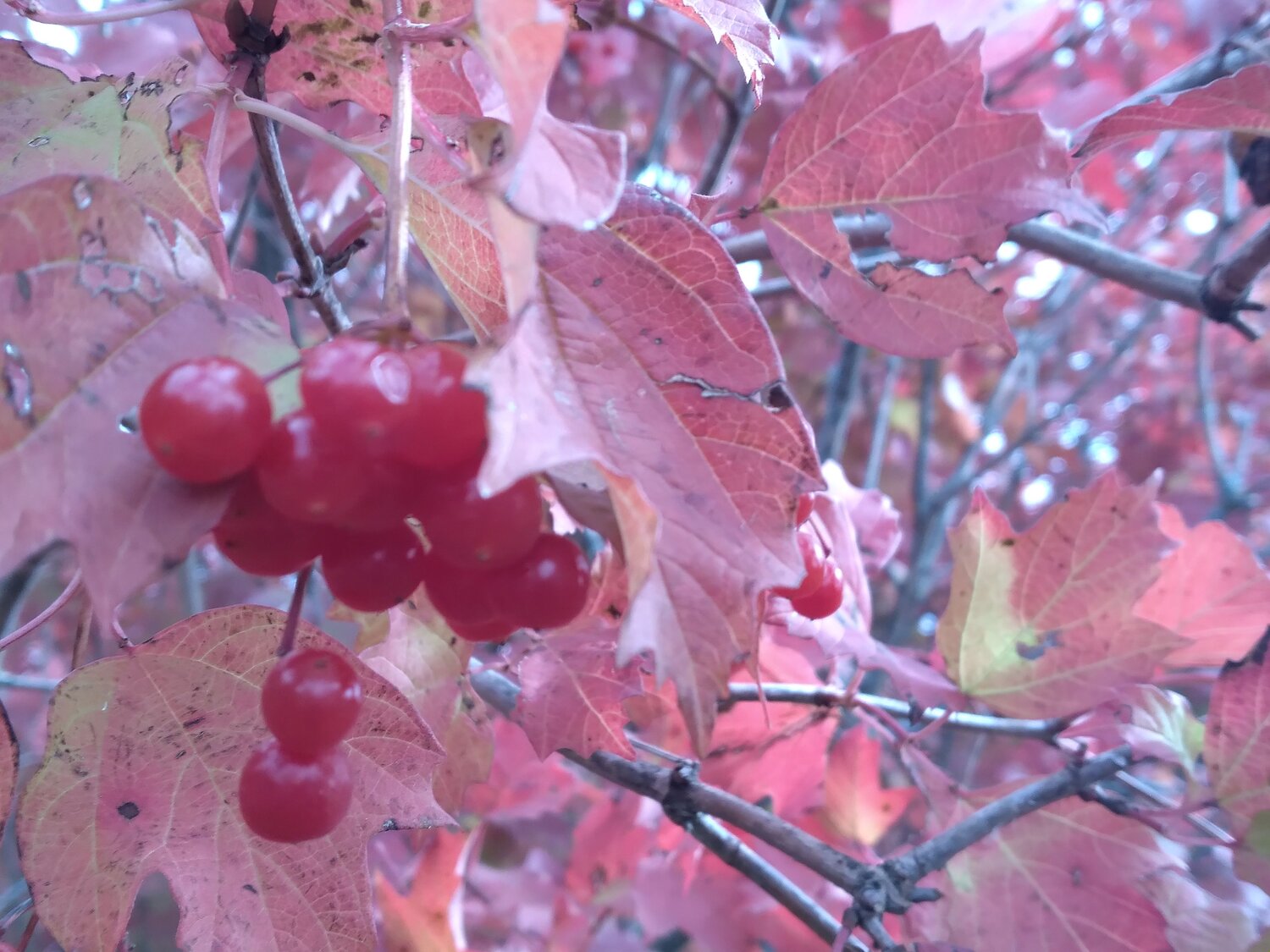 Photo #6621381