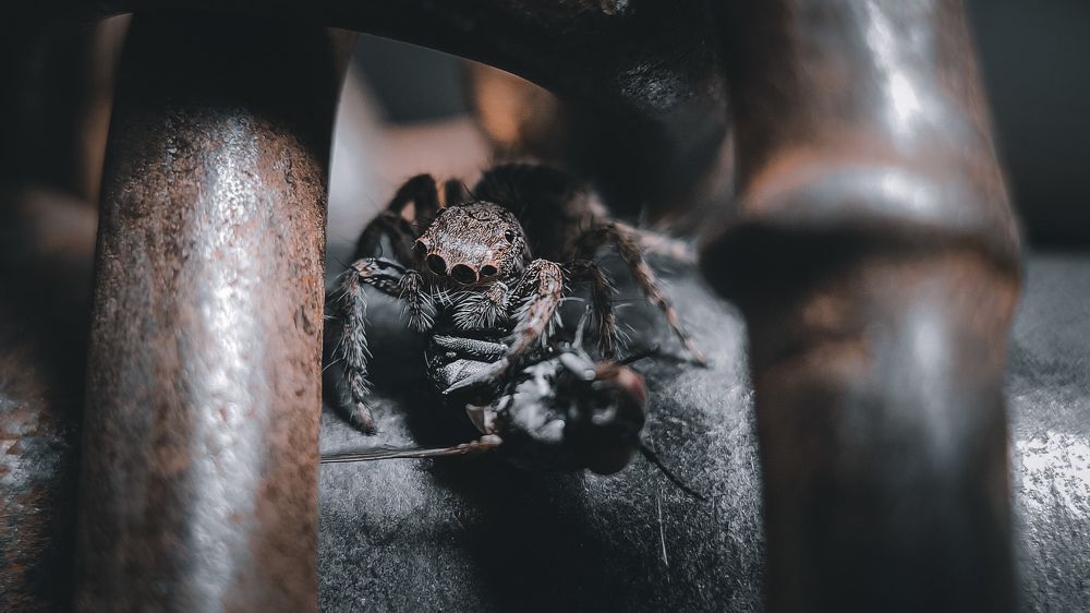 Photograph by Merta Jaya