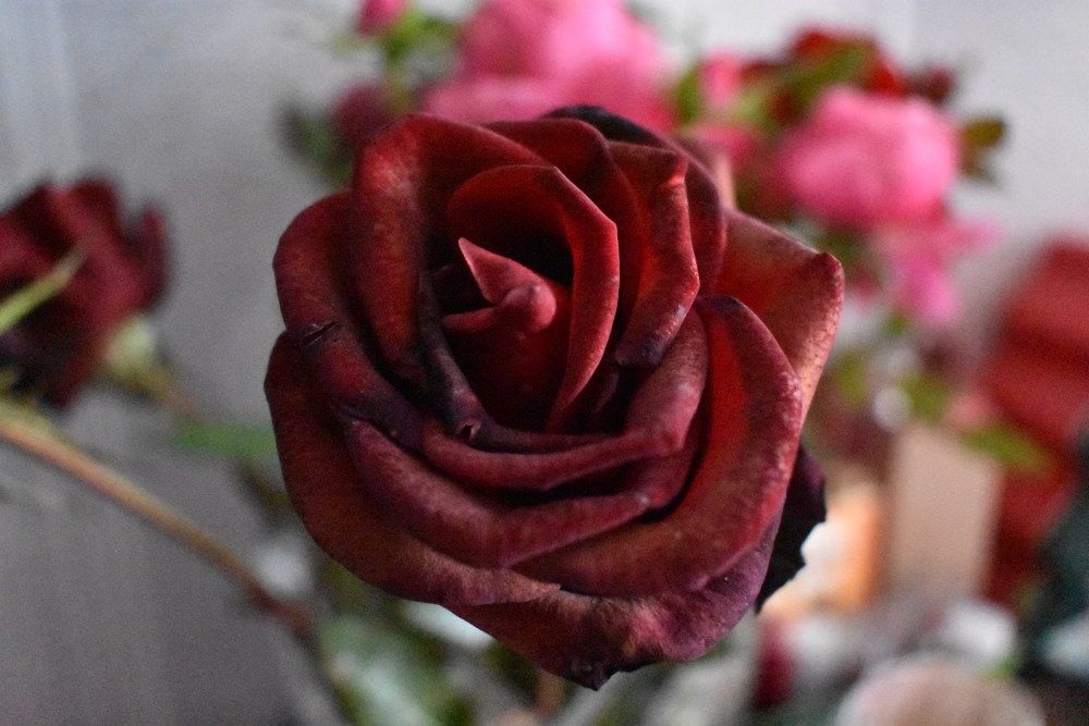 Photograph by Любовь Панфилова