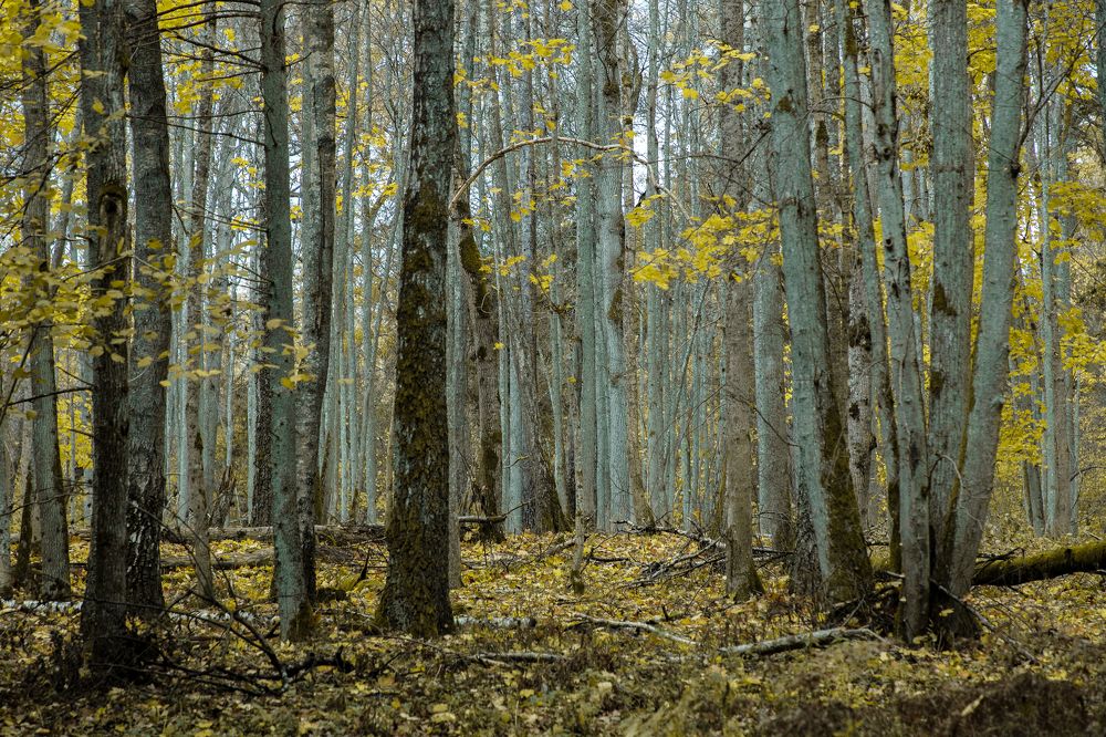 Photograph by Rolandas Valančauskas