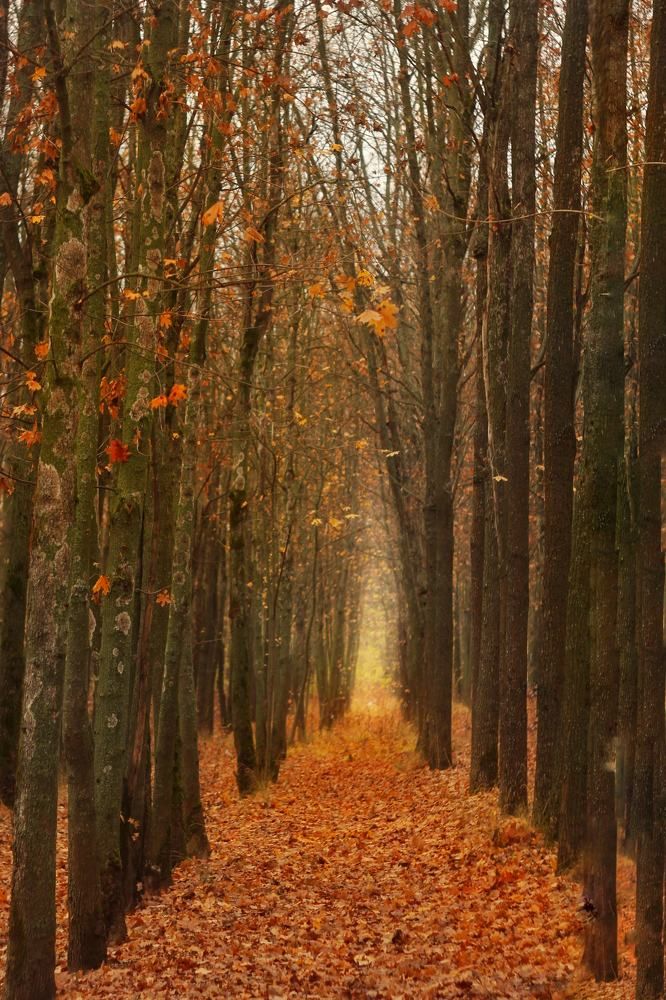 Photograph by Евгения Уманец