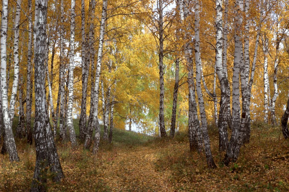 Березы в октябре