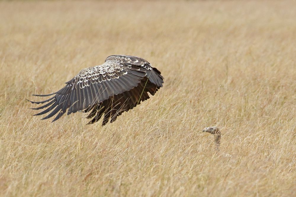 Photograph by Sreejith Sreedharan