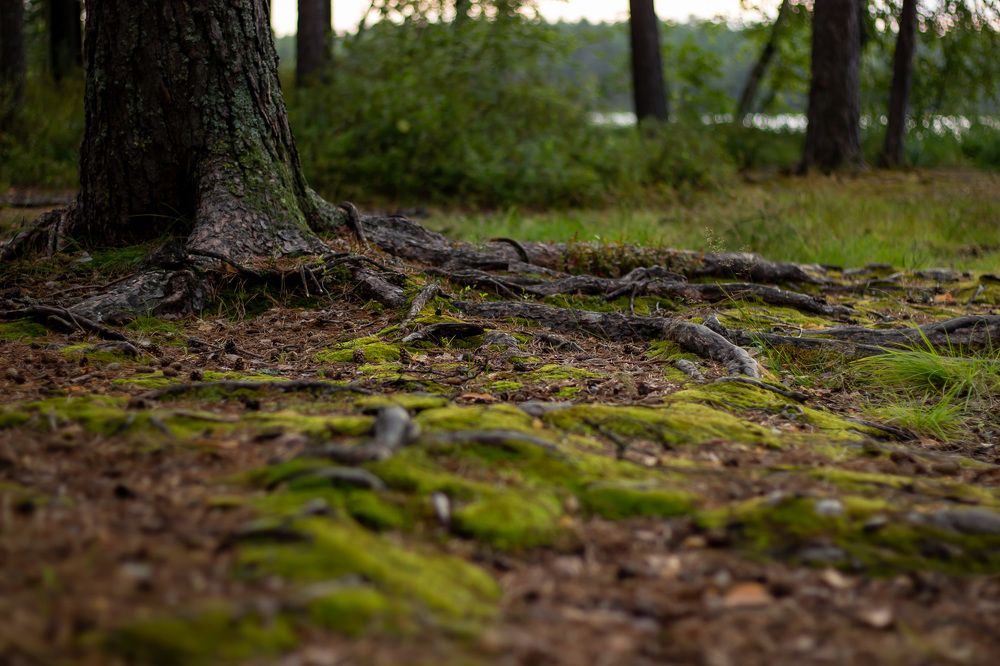 Photograph by Алина Мугалимова