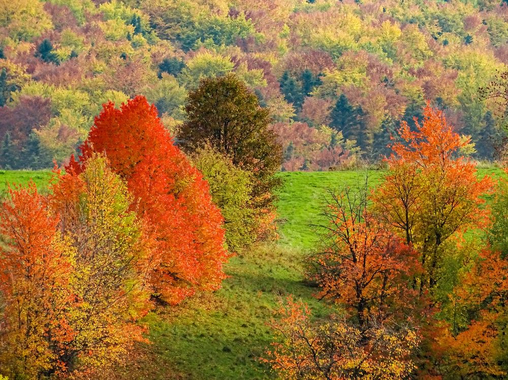 Фотография автора Remus Lucescu