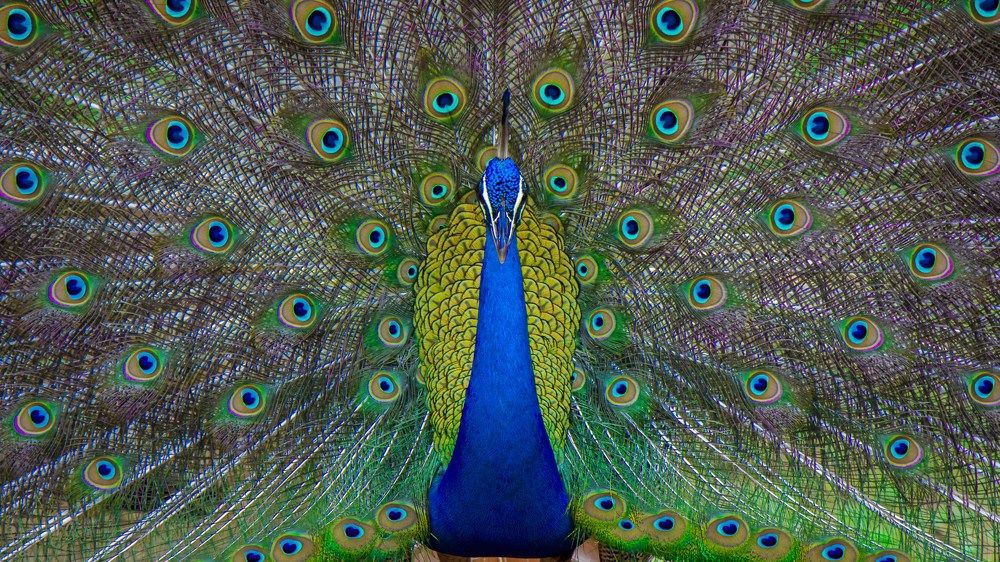 Photograph by Mohamed Raseem