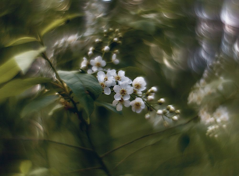 Ветка черёмухи