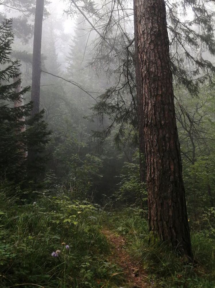 На горе Косатур (Оn the mountain of Kosatur)