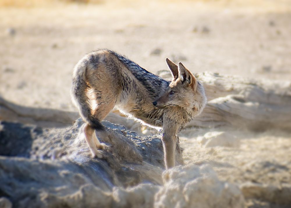 Black back jackal in the dust