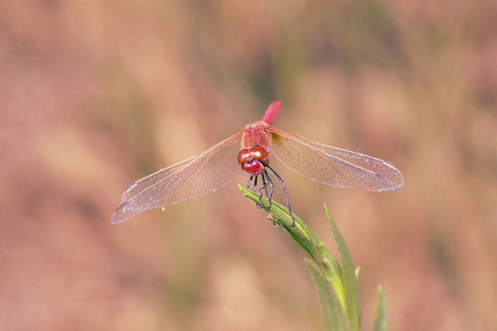 Photograph by Torres