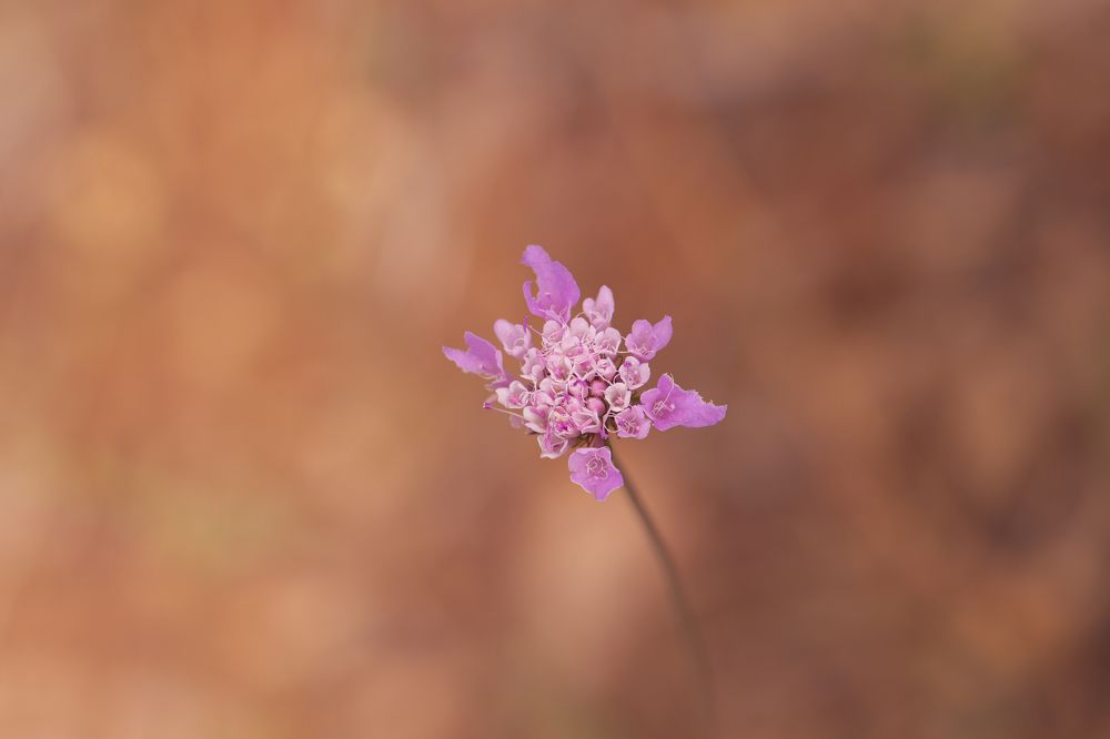 Photograph by Torres