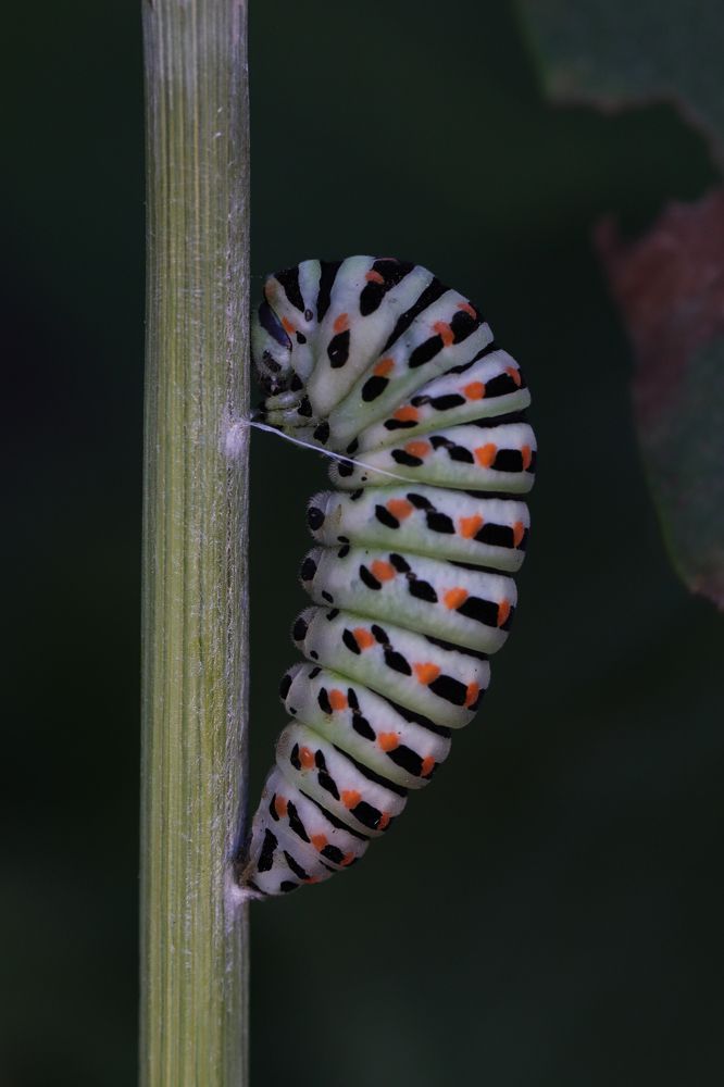 Photograph by Torres