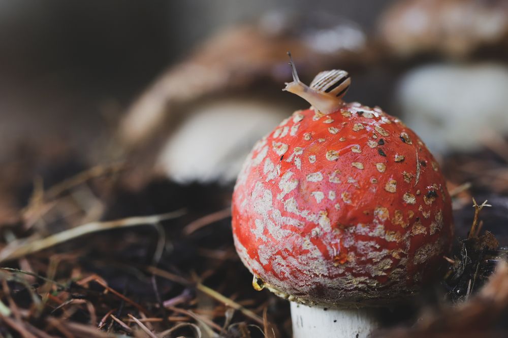 Photograph by Torres