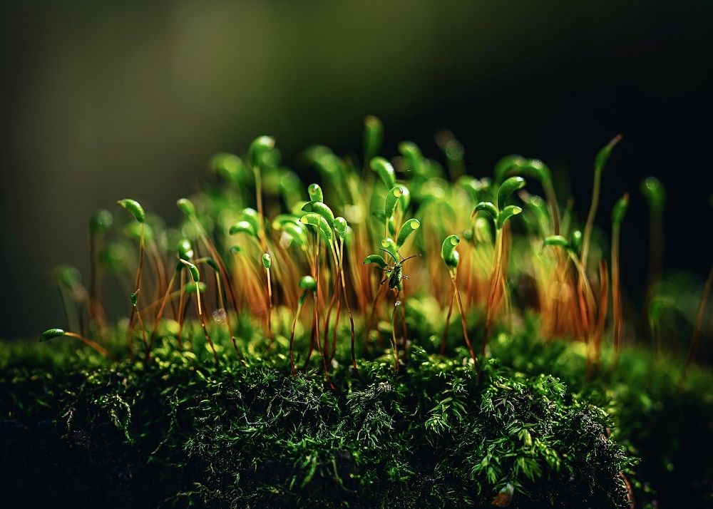 Photograph by Helena