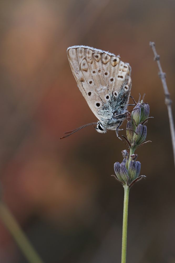 Photograph by Torres