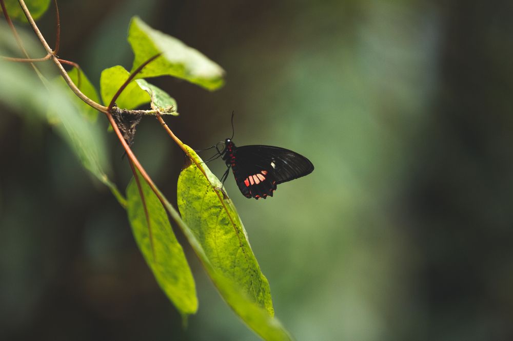 Photograph by Timur Korotkov