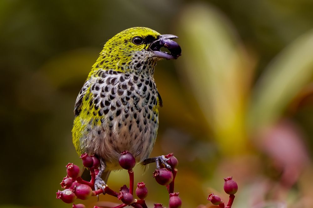 Photograph by Venicio Wilson