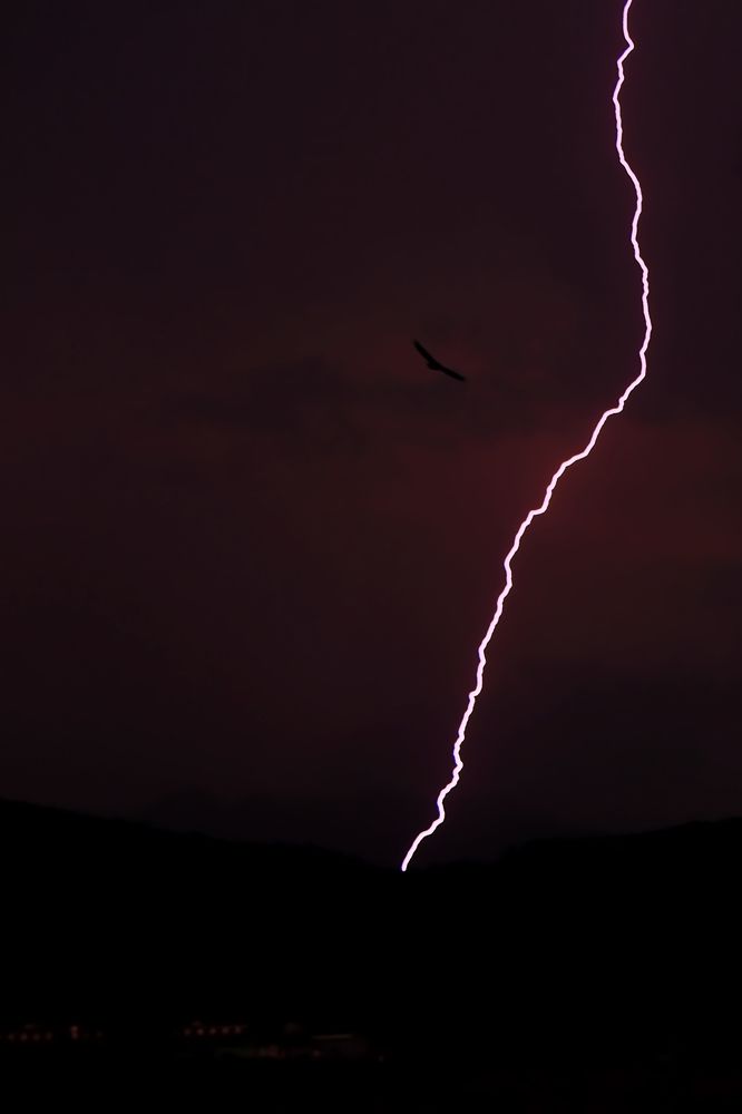 Photograph by Tatiana Barthem