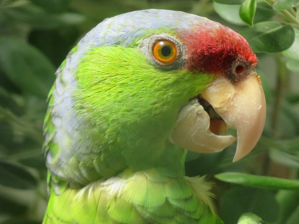 Portrait of a smiling arrot